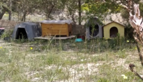 Portada Control ètic de la població felina al municipi de selva