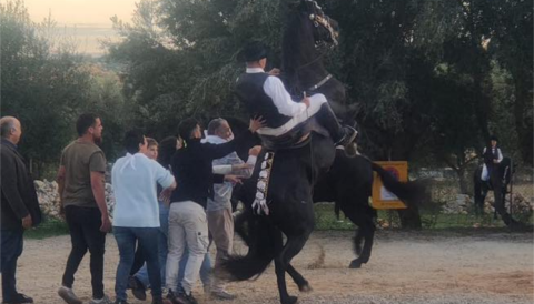 Portada Exhibició de cavalls de Ses Salines - XXVI Fira de s'Oliva de Caimari