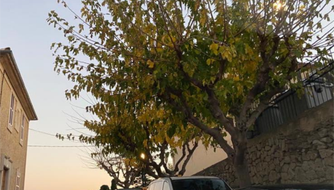 Portada Realització de tasques de poda als arbres