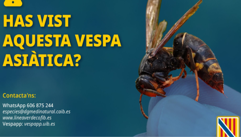Portada Has vist aquesta vespa asiàtica?