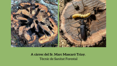Portada Xerrada informativa sobre les actuacions de control de Banyarriquer de l'alzina (Cerambyx cerdo)